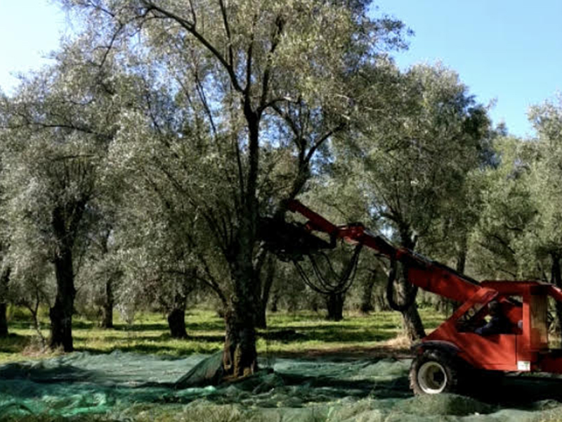 Huile d'olive extra vierge biologique Le terre di zoè 1